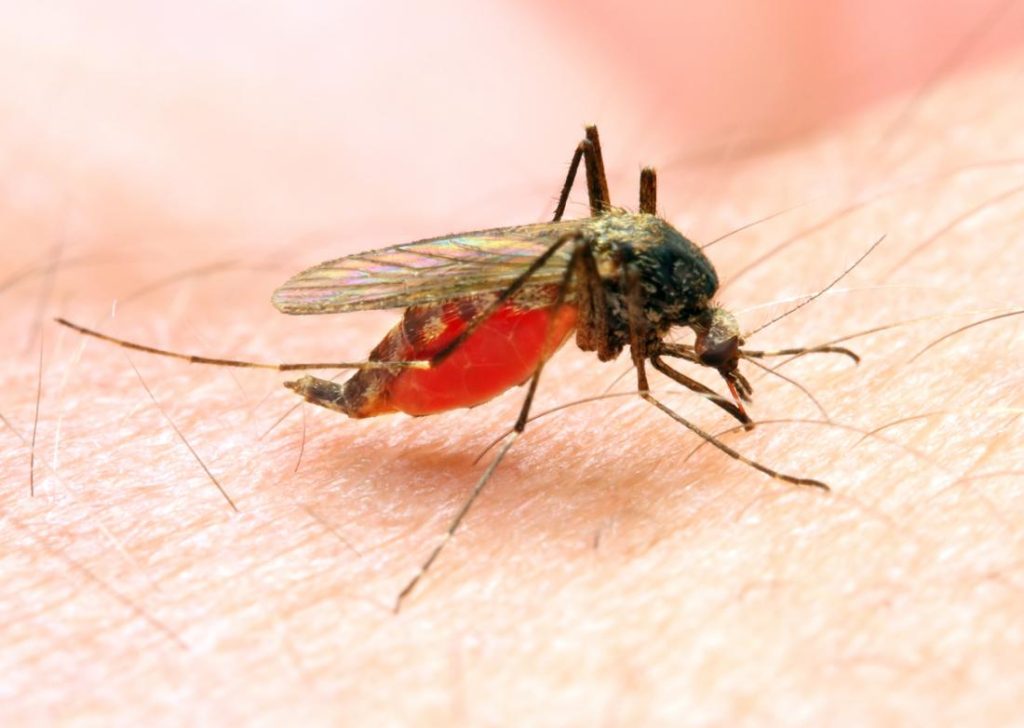 FG Reaffirms Commitment to Malaria Elimination