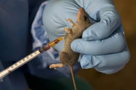 Lassa Fever Deaths Rise to 80 in Nigeria