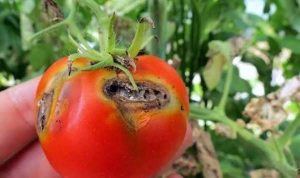 Nigeria Loses Over N1.3B to Tomato Ebola Outbreak