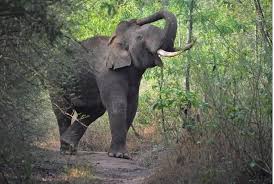 Stray Elephant Kills Farmer in Ogun Community